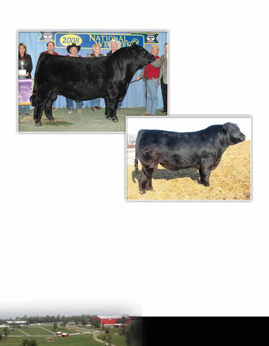 Reference sire, DHVO DEUCE 132R Reference sire, WULFS TITUS 2149T SIX Embryos Lot10 Double Polled Double Black PB Limousin DHVO DEUCE 132R MAGS NEXT DAY AUTO NATASHA DFLC JET SET BPC 34Y TUBB GRINDER