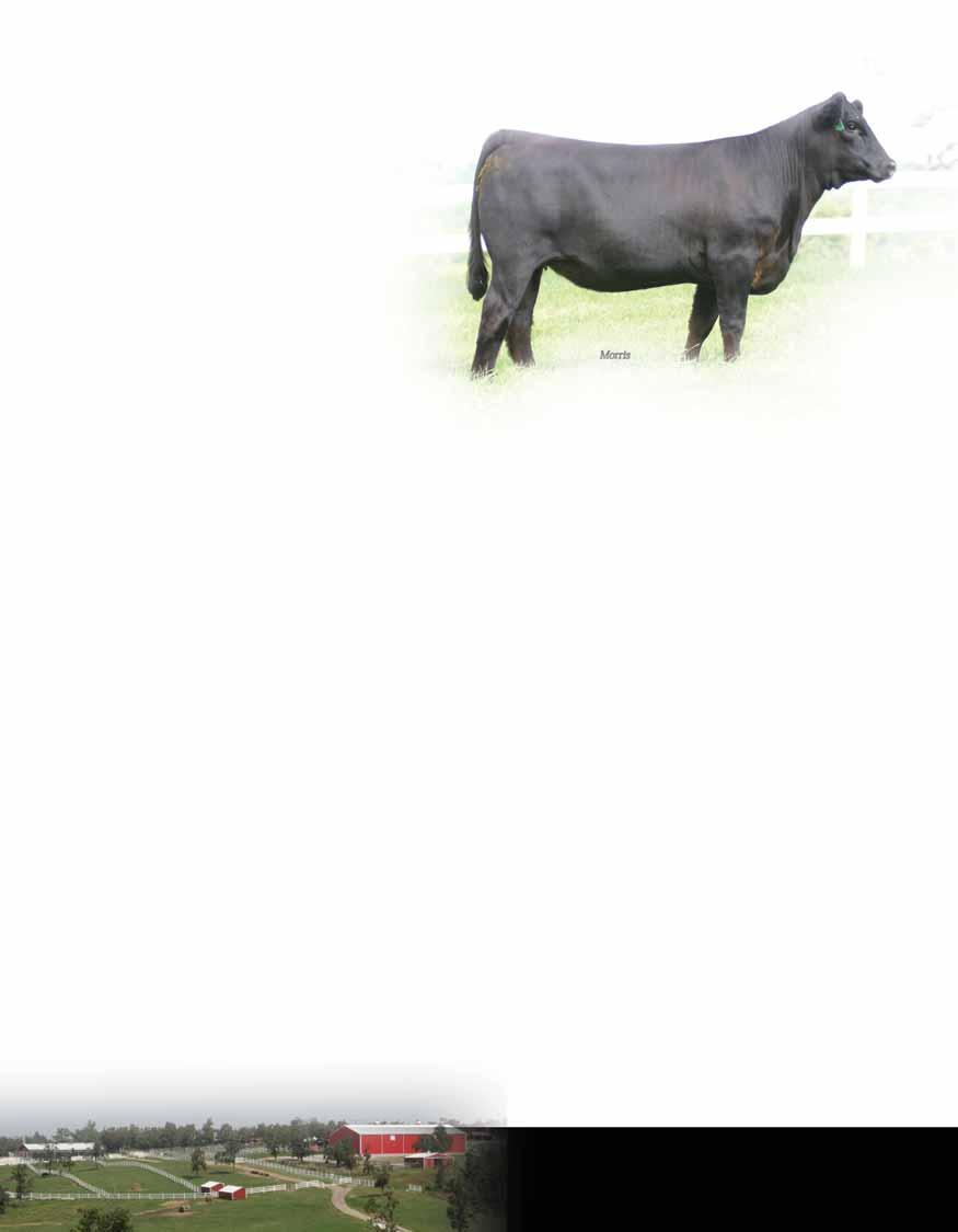SPRING BRED heifers MAGS Sasquatch Lim-Flex LOT 43 - PBRS 409W PBRS 409W Lot43 Lim-Flex (50/45.3) Cow 04.07.