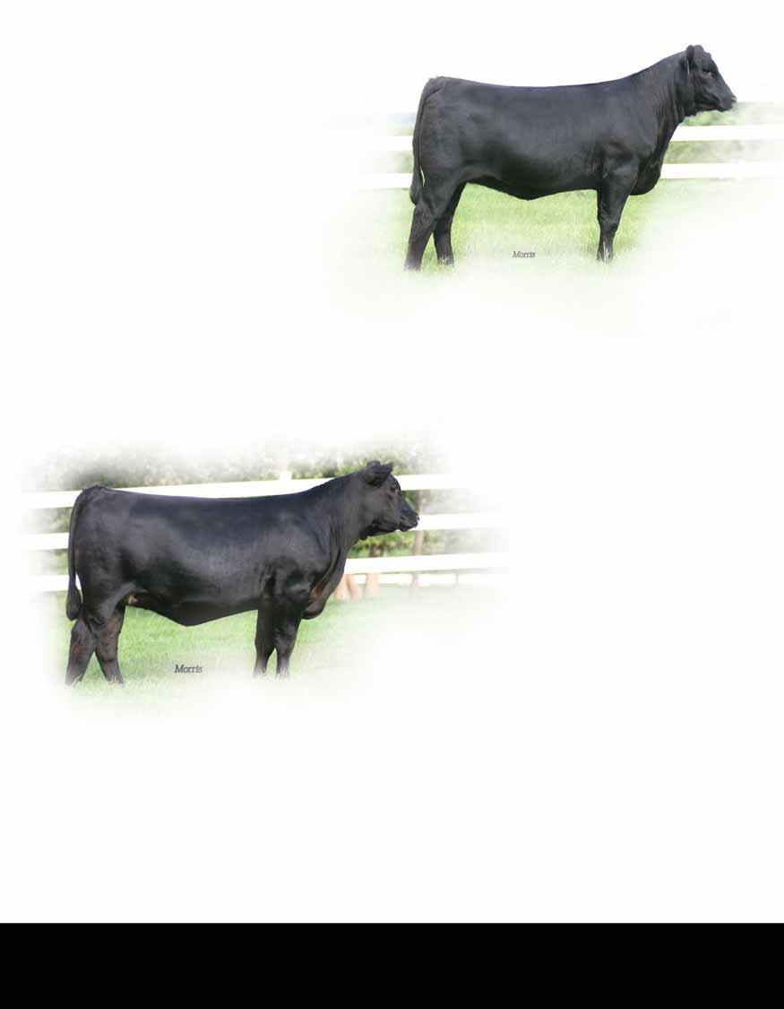 PBRS Weekly Rate 239W Lot47 Lim-Flex (50/45.3) Cow 03.24.