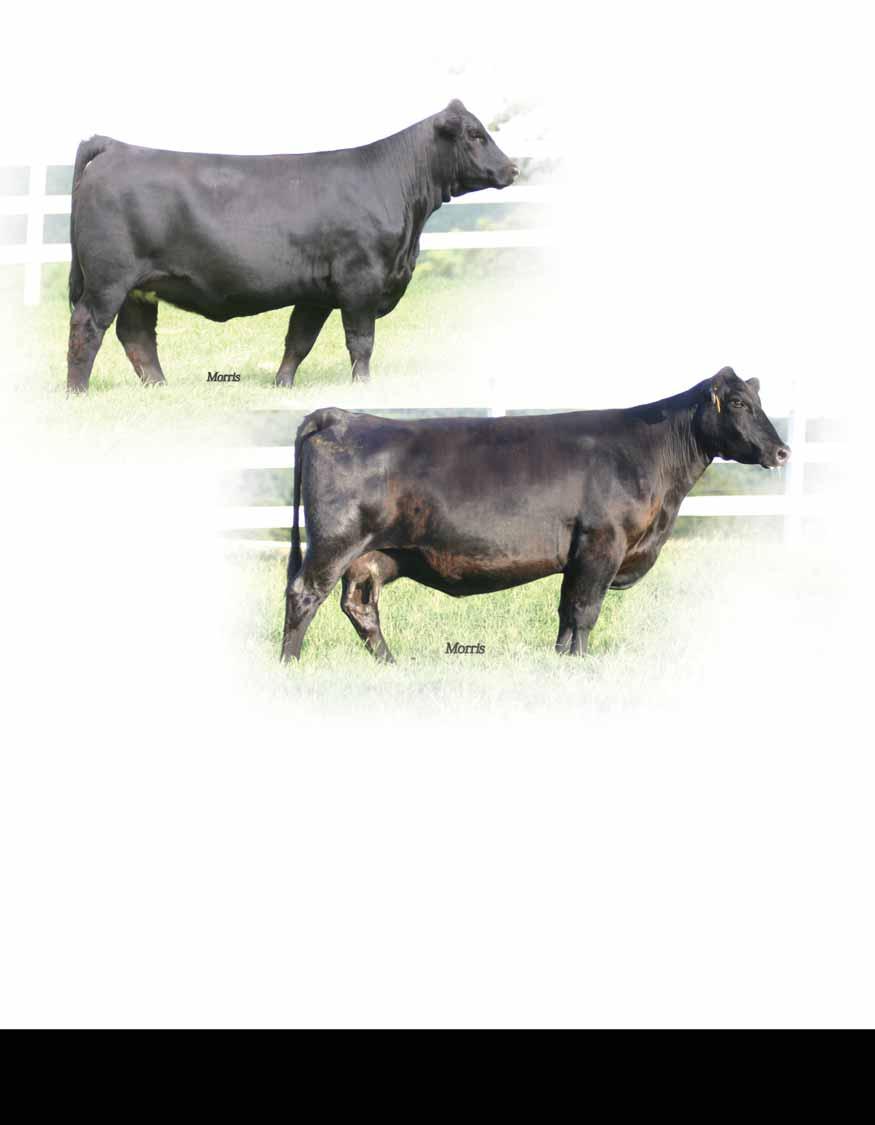Progressive Lim-Flex Genetics Tye J ROYAL LASS cow family LOT 69 - PBRS Winning Ways 29W LOT 70 - TYE J Royal Lass PBRS Winning Ways 29W Lot69 Lim-Flex (50/44.5) Cow 02.16.