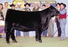 D S POWER PACK ELMW POLLED ECSTASY 67E EPDs 9 1.7 37 79 25 4 0.1-17 15 0.31 0.03-0.08 38 P 32 27 14 09 P 09 - P P P P P LOT 91 - PBRS Wild Horse 905W Homozygous black and double polled and very stout.