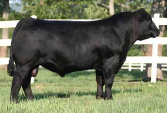 EPDs 4 2.3 49 91 25-2 0.4 - - 19 0.25-0.03-0.14 40 12 32 27 14 12 11 08 - - P P P P This 50% Lim-Flex herd sire is homozygous polled and double black.