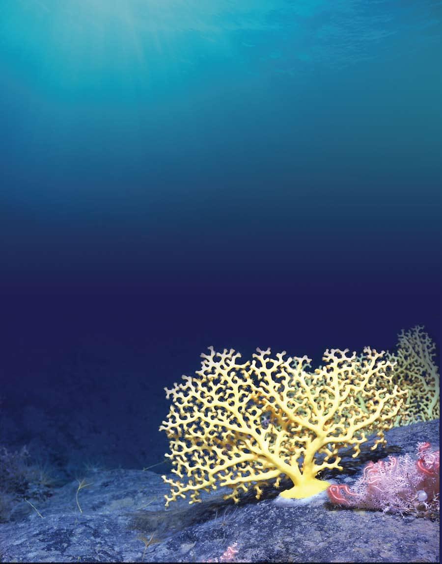 THERE S NO PLACE LIKE HOME: DEEP SEAFLOOR ECOSYSTEMS OF NEW ENGLAND AND THE MID-ATLANTIC