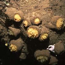 Coral colonies can be solitary and house one or two small invertebrates or can grow in more complex gardens or reefs where
