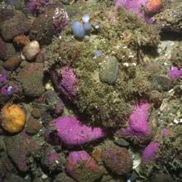 13 Boulders also provide enough resistance to the waves to support corals and living habitat.