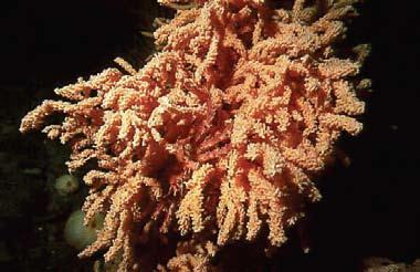 Diverse coral stands are often found in clusters on features such as canyons or seamounts, though large reefs are uncommon in this region.