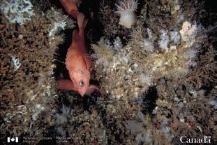 The effect of trawling on all seafloor habitats is homogenization of the physical environment, 55 destruction of any attached living coral, and disturbance of associated fish and marine life.