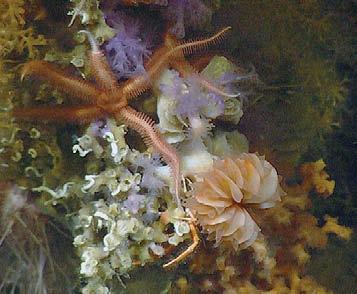 MOUNTAINS OF THE DEEP Extinct drowned volcanoes, known as seamounts, project upwards of 3,000 feet from the bottom of the sea and are cloaked in deep sea corals, invertebrates, and fish found nowhere