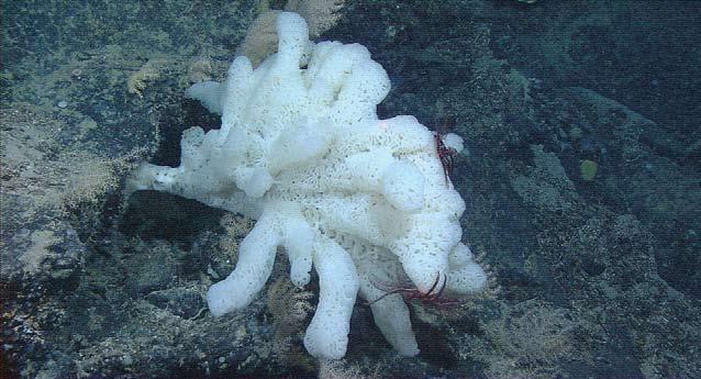 Retriever Seamount was explored in 2004 by research scientists on a NOAA expedition [ Map D ].
