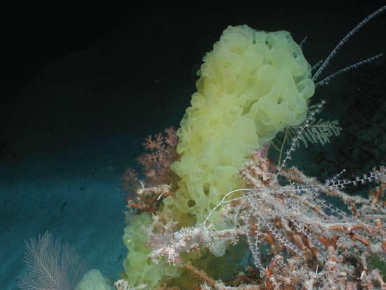 SUBMARINE CANYONS [ Sponge and soft coral on the Atlantic deep slope ] Craggy, meandering canyons cut into the continental shelf and slope as they drop steadily toward the abyss.