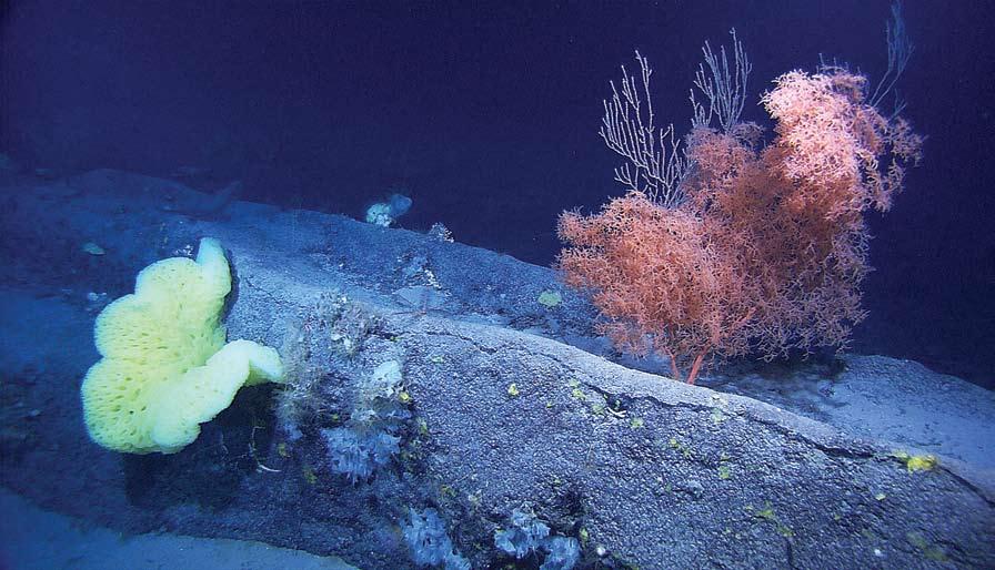 [ Sponge and coral on a New England Seamount ] Mountains in the Sea Research Team, URI/IAO, IFE, NOAA A VISION FOR THE FUTURE Healthy habitat leads to healthy fish and fisheries.