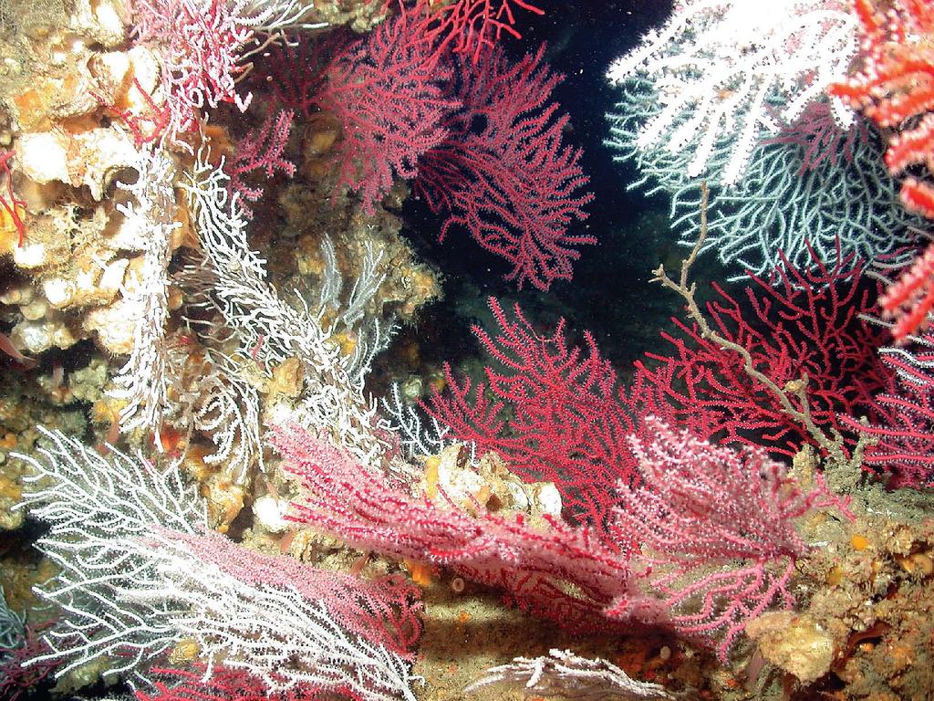 NOAA 6 [ Gorgonian corals in the Gulf of Mexico ] Oceana There s No