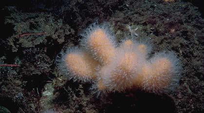 26b Growing as slowly as an eighth of an inch per year, 22 deep sea coral are the jewels of the ocean. These fragile, slowgrowing treasures of the deep take centuries to develop.