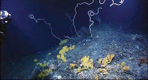 58 Deep Sea Coral Ecosystems Corals are the most prominent of a whole community of deep-sea animals that provide the backbone for unusual ecosystems rich in marine life.