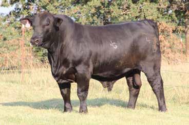 COVER 410D BLACK JET X SUHN CUTRIGHT A TOTAL PACKAGE, EYE APPEAL, CALVING EASE AND GROWTH 117D ULTRABLACK VOREL OPTION 918Z3 SON.