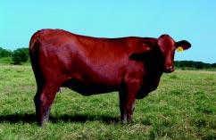 Red Brangus First Calf Pairs & Bred Heifers Lot 33 Red Brangus Heifer 247/0 DOB: 9/28/00 % Brahman 33/128 ARBA 118786 BW: 70 Adj 205 Day: 485 Adj 205 Day Ratio: 92 BW 1.