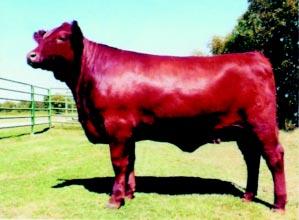 LOT 1 Choice of Two Red Br