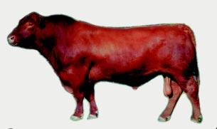 H.DS. Miss Hudson Creek 206/8 Miss 16/7 Premier 1/4 Blood Herd Sire EPDs: BW 1.96 WW 11.9 YW 26.5 Milk -3.8 M&M Golden 3/0 is a premier 1/4 blood herd sire.