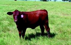 Lot 4 Spring 2002 Red Angus Show Heifer Prospects Red Angus Heifer 5705M Lot 5 Red Angus Heifer 1407M DOB: 2/14/02 BW: 74 RAAA Pending DOB: 3/21/02 BW: 80 RAAA Pending SIRE: Glacier Logan 210 DAM: BC