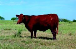 Red Angus First Calf Pairs & Bred Heifers Lot 24 Red Angus Heifer 218/0 DOB: 9/8/00 BW: 70 Adj 205 Day: 519 Adj 205 Day Ratio: 100 BW