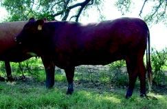 Red Brangus First Calf Pairs & Bred Heifers Lot 27 Red Brangus Heifer 177/0 DOB: 3/3/00 % Brahman 50 ARBA 115324 BW: 64 Adj 205 Day: 498 Adj 205 Day Ratio: 109 BW -1.2 WW 6 YW 7 MLK 1.