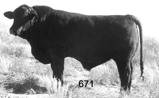 1 WW:20 YW:38 MM:13 MMG:23 SC:35 Comments:Top 35% calving ease direct, BW, Milk, and IMF. 205 day wt.765, YW 1160. This guy is one of the deepest bodied, biggest volumed bulls we have ever raised.