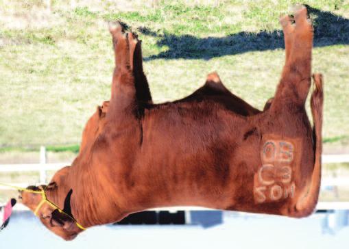 He is son of Easy Street of Brinks, well known by Brangus breeders, being a superior bull that is one of the carcass trait leaders in the IBBA.