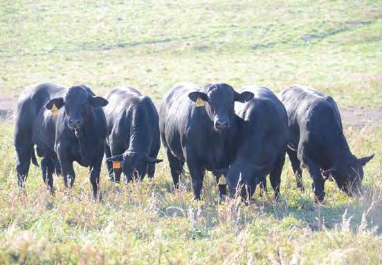 Bulls grazing pasture 35 H+ CATAWBA CHIEF D028 Reg. # R10336098 Birth Date: 11/2/16 Tattoo: D028 2.1 1.9 44 91 20 42 1.66 0.94 0.52 0.00-0.028 85% 75% 3% 2% 1% 1% >95% 10% 25% 60% 90% 84 615 123 3.