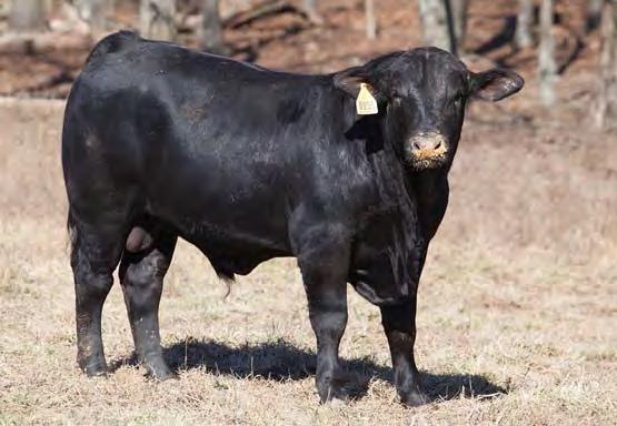 440 198 Top 25% or better in 6 Traits Stout Bull with all the Right Dam: SVF CHICKASAW 535 W260 Tools MGS: SR WRANGLER WARRIOR T113 Unmatched Growth and MGGS: SVF TOMBSTONE 820M3 Maternal GGGS:
