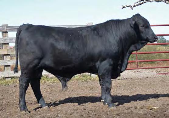 250 104 Top 30% or better in 7 traits Extremely Balanced EPD Dam: HB COMANCHE BLACKBIRD B51 Growth Bull with Maternal MGS: SR COMANCHE WARRIOR U806 Power MGGS: WOW MR JOHN WAYNE 27R-21T3 SC and