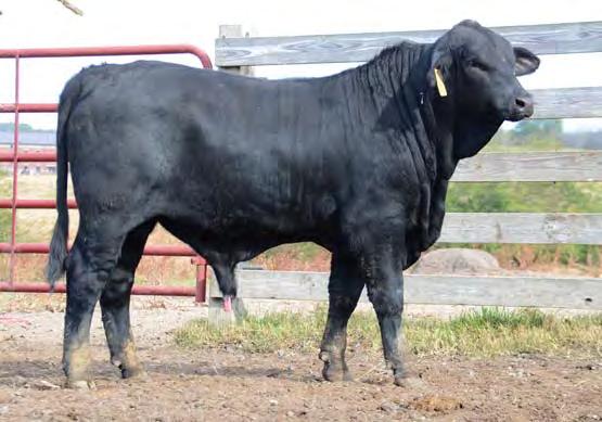300 135 Top 4% or better in 6 Traits Extreme Weaning and Yearling Weight Dam: SR COMANCHE PRINCESS W413 MGS: UPPERCUT OF BRINKS 14J8 Maternal Excellence MGGS: ACES TF WRANGLER 145/8 Huge SC and