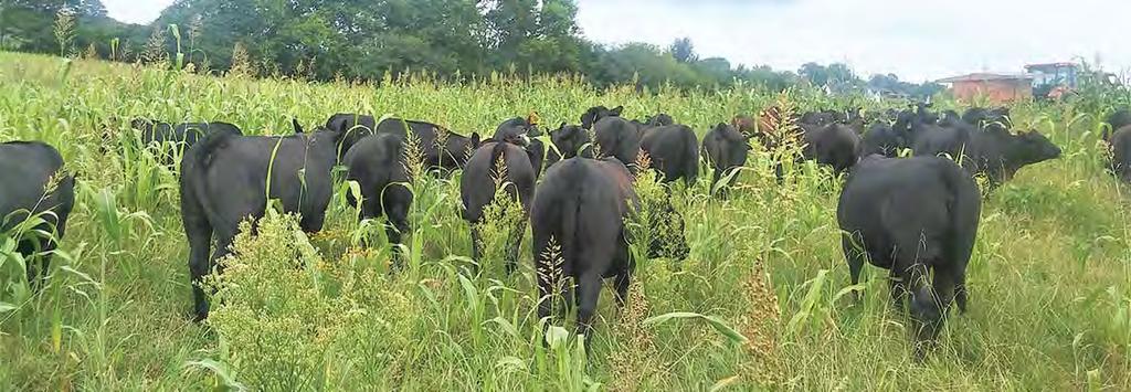 BEEF CATTLE HERD HEALTH We and our cooperators take very seriously our commitment to provide you with a healthy animal and to minimize the risk of introducing disease into your cow herd.