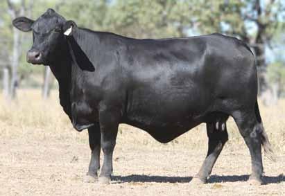 TARCOOLA T433 8 T433 maddison Registration No: 25796FT433 Dam of Lots: 35, 36, 37, 38, 39, 40 TARCOOLA GUNPOWDER TARCOOLA DOMINO ANGUS COW TARCOOLA W133 At 18 years of age we have finally decided to
