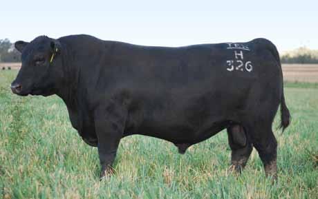 12 angus bulls 46 Offered by invited vendors Ben & Wendy Mayne, Texas Angus, Doongara, Warialda, NSW. Texas Angus was established 77 years ago in Queensland.