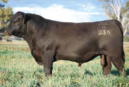 A162(AI)(ET) WATTLETOP USUAL V19(AI)(ET) TEXAS OMNIA C282 TEXAS NEUTRON X063(AI) TEXAS OMNIA A229 TEXAS OMNIA S2 H280 is beautiful quiet slick soft skinned bull with plenty of body and length.