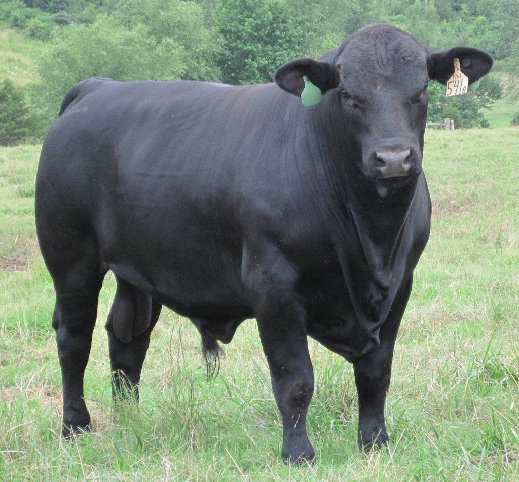 Bulls Coming 2 s & Yearlings 60 Brangus Influence Commercial Females Bred & Open