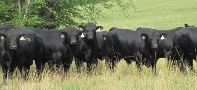 heifers are sired by 107T sons 25% of these are sired by a polled