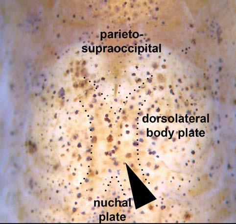 Gill membranes united to isthmus. Four branchiostegal rays covered by thick layer of skin; distal two rays united at their tips by branchiostegal cartilage.