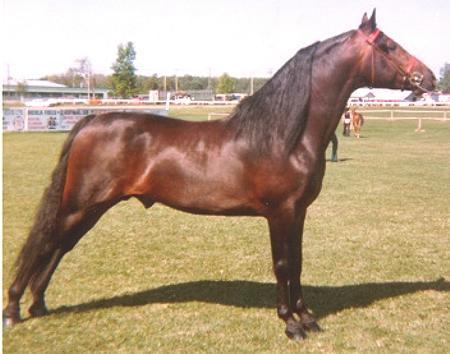 ADANAC BARON (Danny Easter Vermont x Jan L G Carter) 1972-2003 Spring 1972 was an exciting time at Ralph D. Parker's Adanac Horse Farm in Campbellcroft, Ontario. It was foaling season.