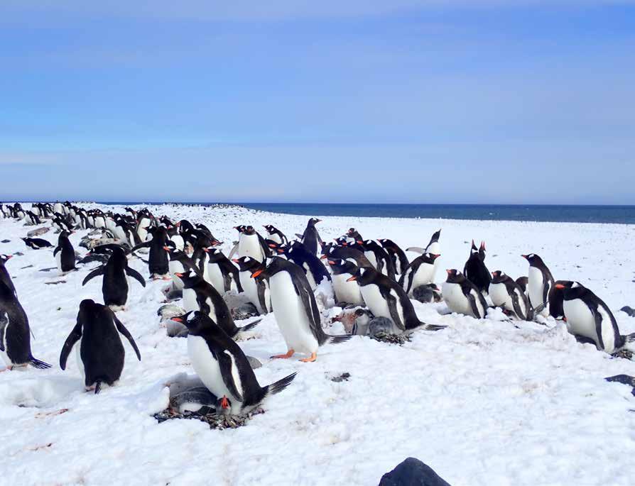 What s included: Flights from/to Punta Arenas to King George Island, South Shetlands.