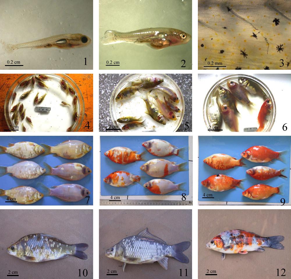W. Xu et al. 4402 RESULTS Origin of body color in transparent crucian carp To study the origin of body color in transparent crucian carp, we observed and recorded the larvae at different periods.