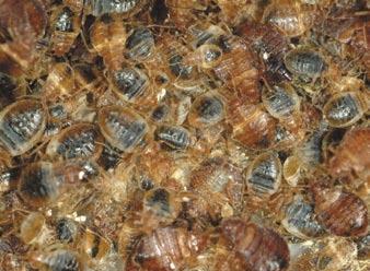 as oil-based sprays. Alcohol or alcohol-based solutions were also used years ago as nonresidual bed bug killers.