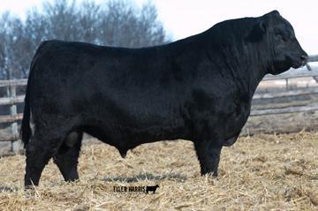 Rancher s Choice Tommy 182B was our pick of the pen as a yearling at Saskalta Farms. Kim Robertson was so high on this yearling bull they decided to keep him as a herd bull.