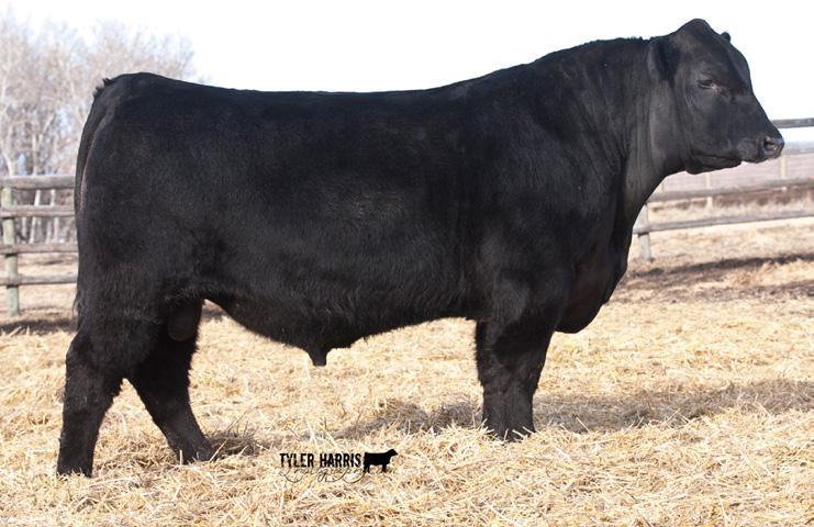 NORTHERN SONS PICTURED ABOVE Lot 22 FLEURY NORTHERN 7C FAR 7C N BORN APRIL 18 2015 N REG #1886314 ANGUS ACRES NORTHERN 92W sire SEALIN CREEK NORTHERN 15A SEALIN CREEK ROSEBUD 52T DOUBLE AA BARDOLENE