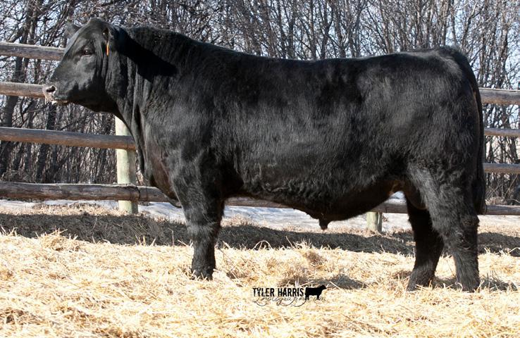 NORTHERN SONS PICTURED ABOVE Lot 24 FLEURY NORTHERN 9C FAR 9 C N B O R N APR I L 18 2015 N R E G #1886 4 92 ANGUS ACRES NORTHERN 114S ANGUS ACRES LADY LAWN 92T ADELPHI ROSEBUD 54K BLACK WHEEL