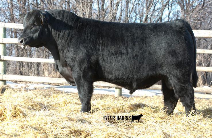 NORTHERN SONS PICTURED ABOVE Lot 26 FLEURY NORTHERN 24C FAR 24 C N B O R N APR I L 2 3 2015 N R E G #1886 30 9 ANGUS ACRES NORTHERN 114S ANGUS ACRES LADY LAWN 92T ADELPHI ROSEBUD 54K DOUBLE AA