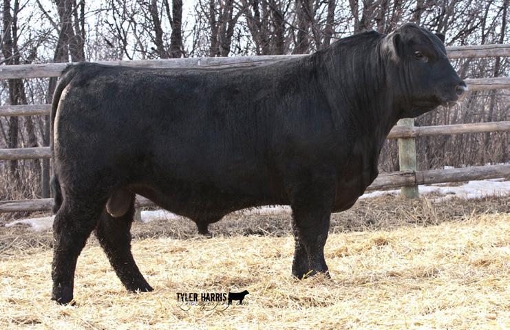 PACESETTER SONS PICTURED ABOVE Lot 44 FLEURY PACESETTER 122C FAR 1 2 2C N B OR N MAY 18 20 1 5 N R E G #1880 41 7
