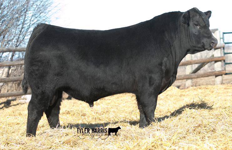 PACESETTER SONS PICTURED ABOVE Lot 45 FLEURY PACESETTER 138C FAR 138C N BORN MAY 23 2015 N REG