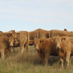 of the finest commercial cattle herds in