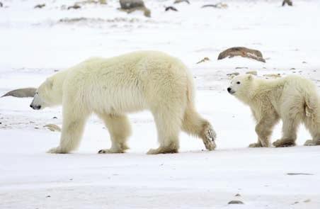 Polar Bears The polar bears of the Arctic are the world s largest land predators.